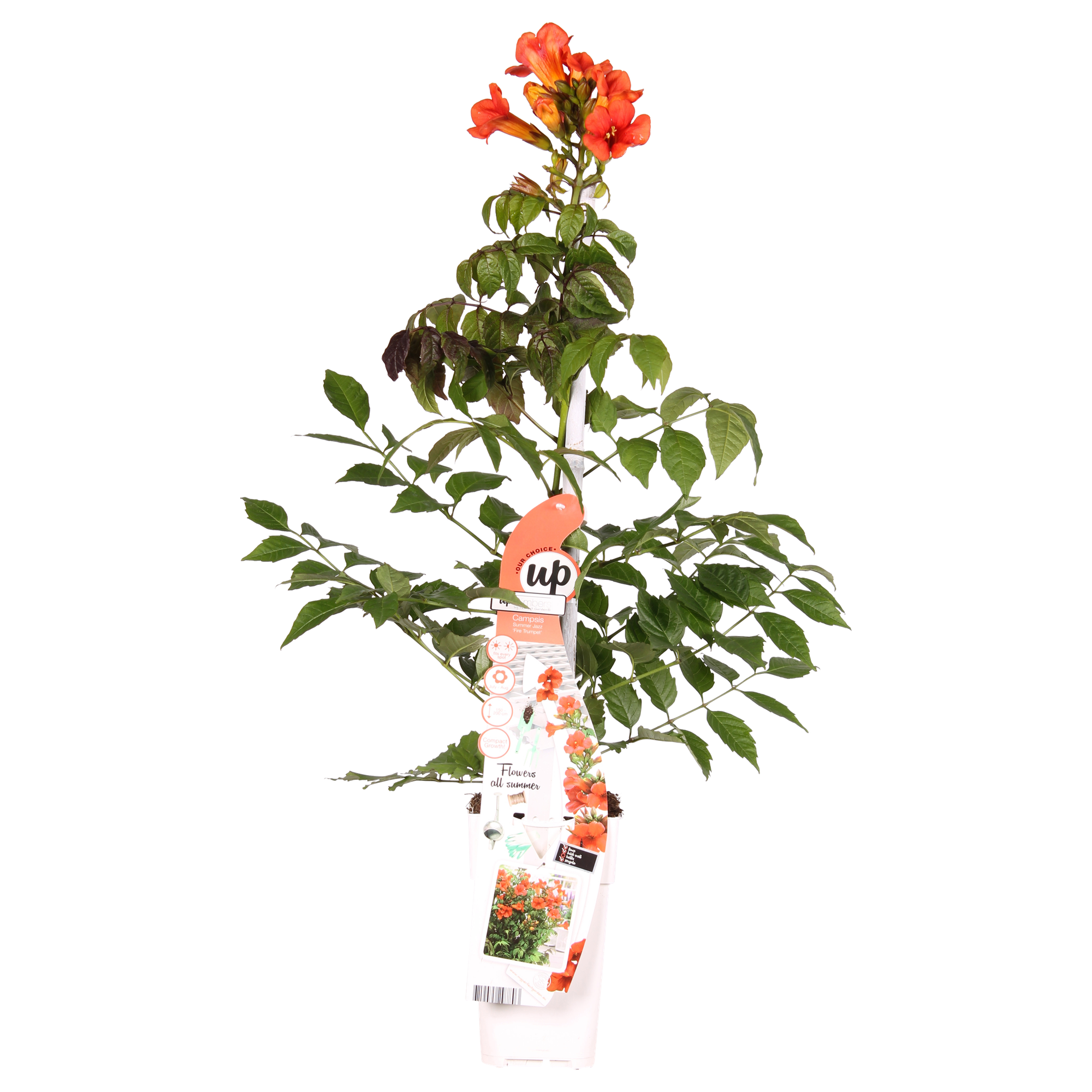 Campsis Summer Jazz Feuertrompete - Ø19cm - ↕70cm - Ø15 - ↨65cm