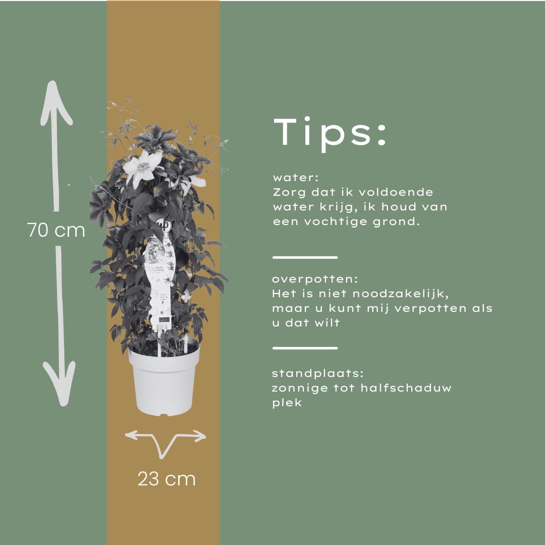 Clematis Double Up Barnadine + Masa 23cm