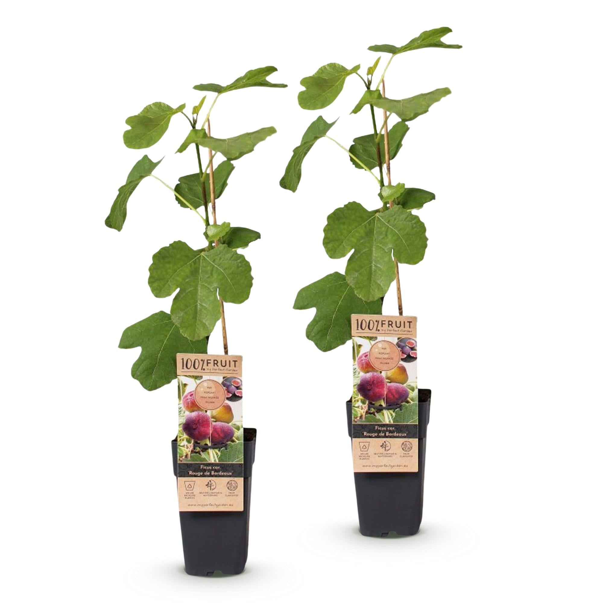 Ficus carica Rouge de Bordeaux - Vijgenboom - Winterhard - Paarse Vrucht - 2 Planten - Pot 15cm - Hoogte 50cm