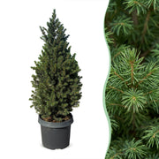 Picea glauca Conica - 2x Kegelspar - Groen - Kerstboom - Ø23cm - ↕80cm