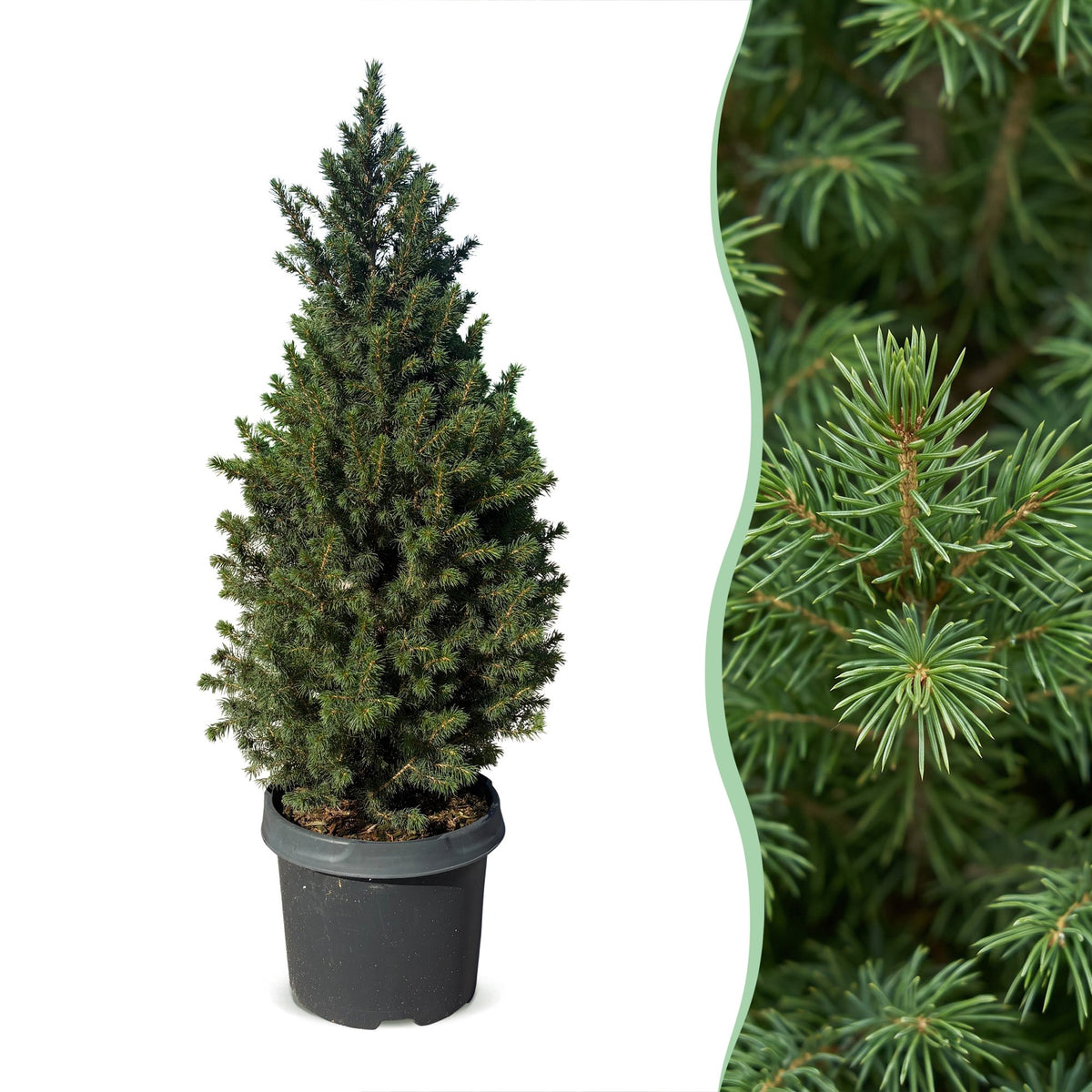 Picea glauca Conica - 2x Kegelspar - Groen - Kerstboom - Ø23cm - ↕80cm