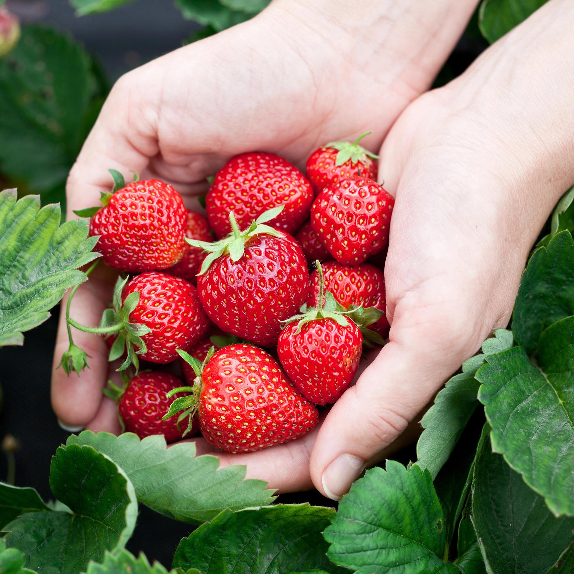 Aardbei - Fragaria Elsanta - Winterhard - 6 Planten - Pot 9 cm - Rode Aardbei
