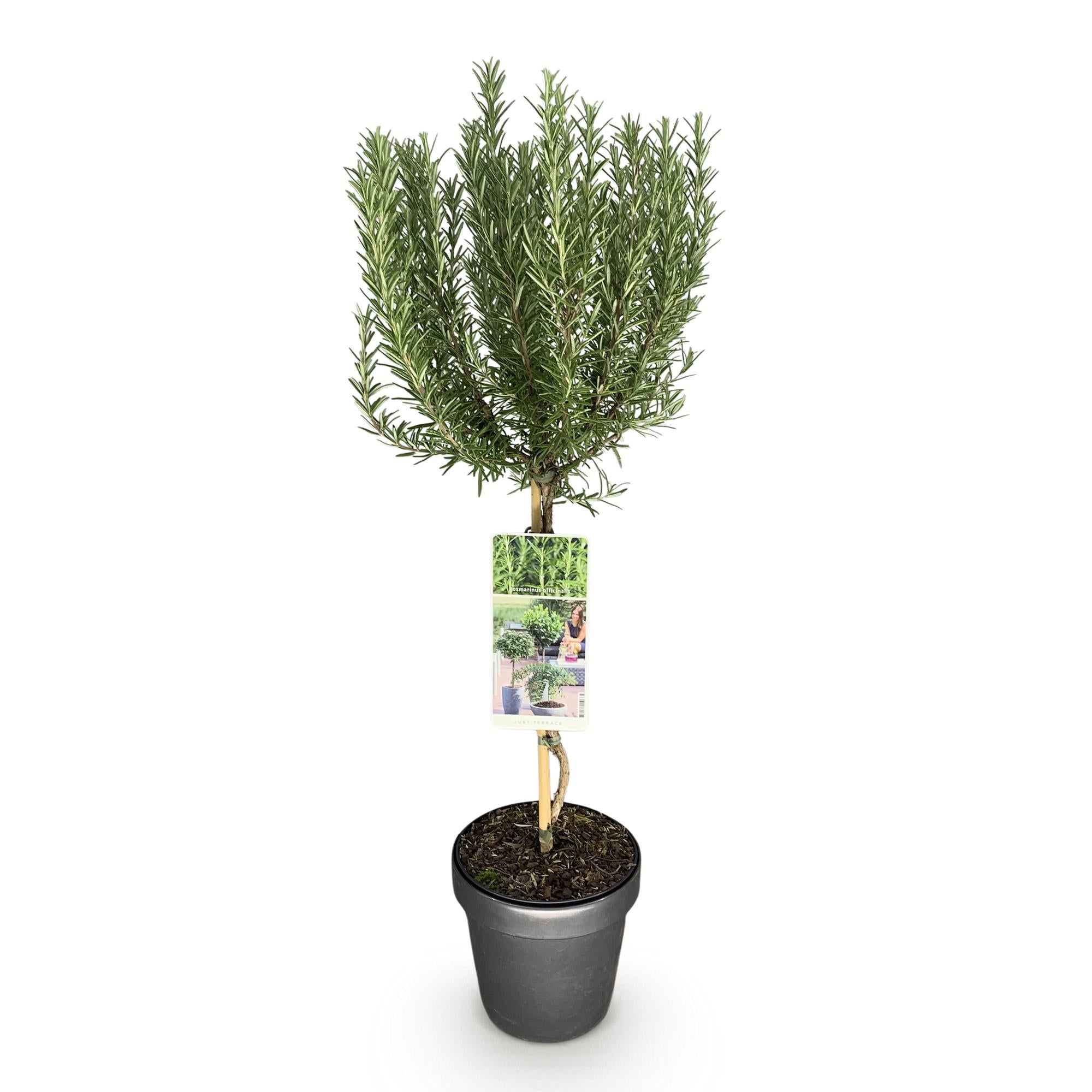Rosmarinus officinalis - Terras Plant - Bladhoudend - Winterhard - Paarse Bloem - Pot 19cm Hoogte 90cm