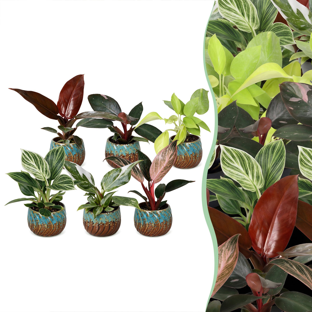 Baby Philodendron Family 6x - Wit - Roze - Geel - Groen - Rood - Tropisch - incl. Copper Reef - Ø6cm - ↕10-15cm