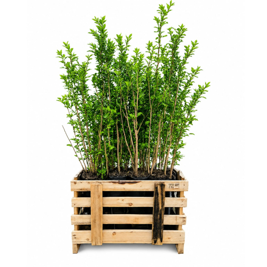 Ligustrum Ovalifolium ↕ 80-100 - Ø 19cm - 50x | Mini Pallet