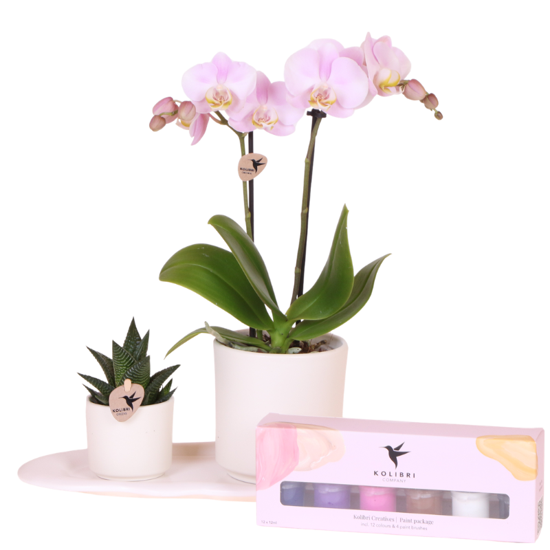 Kolibri Company | Giftset Creatives | Roze Portugal orchidee + DIY schilderpakket – incl. sierpotten, verf, kwasten & dienblad