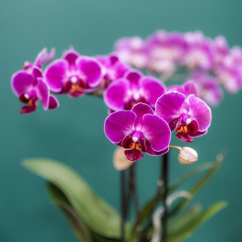 Kolibri Orchids | Orquídeas moradas en plato Como con depósito de agua | Dos orquídeas Morelia moradas de 9 cm