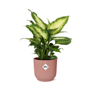 Dieffenbachia ‘Camilla’ in ELHO Vibes Fold 14cm roze