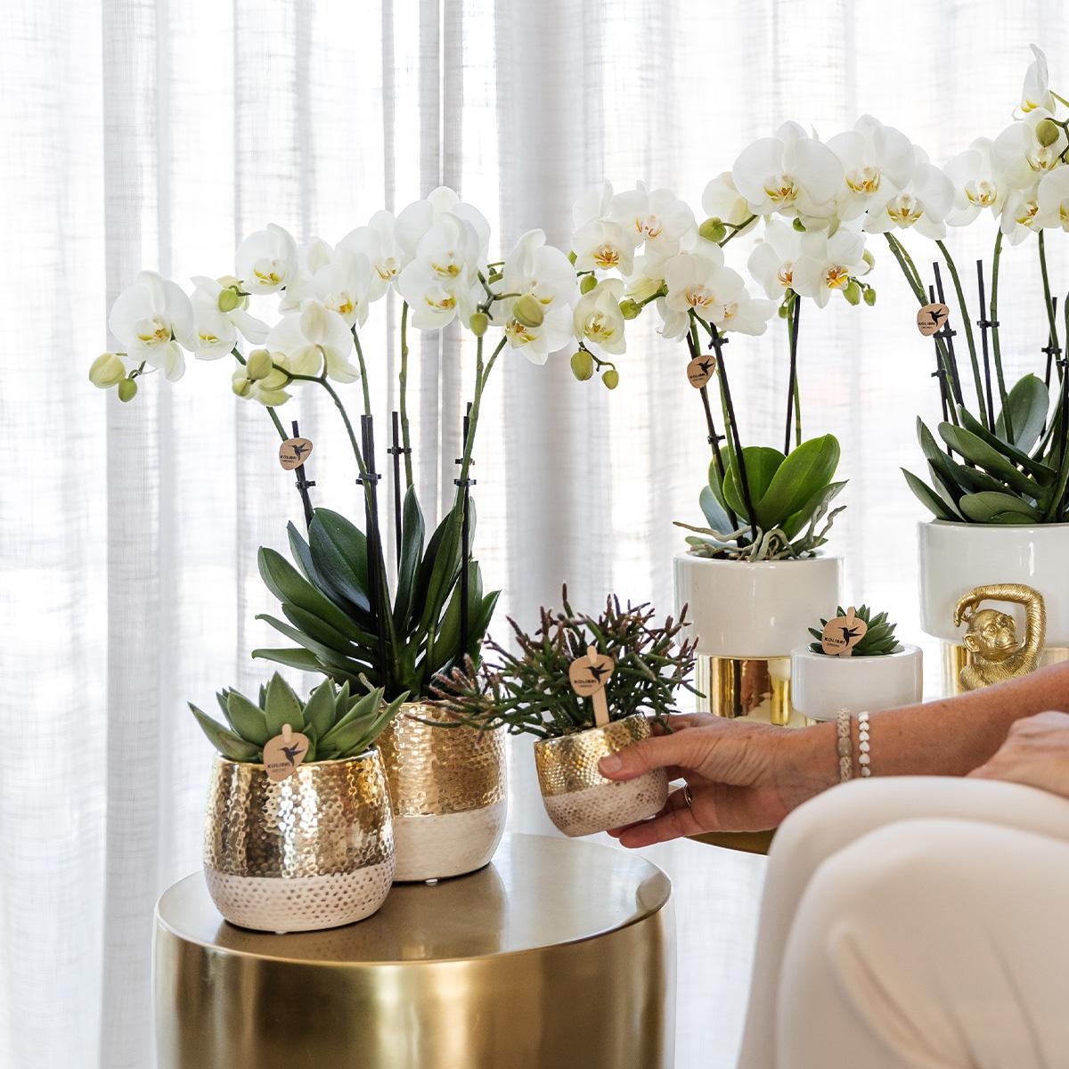 Kolibri Orchids | orchidea Phalaenopsis bianca - Amabilis + vaso Lush - dimensioni vaso Ø9 cm - altezza 35 cm | pianta da appartamento fiorita - fresca dal coltivatore