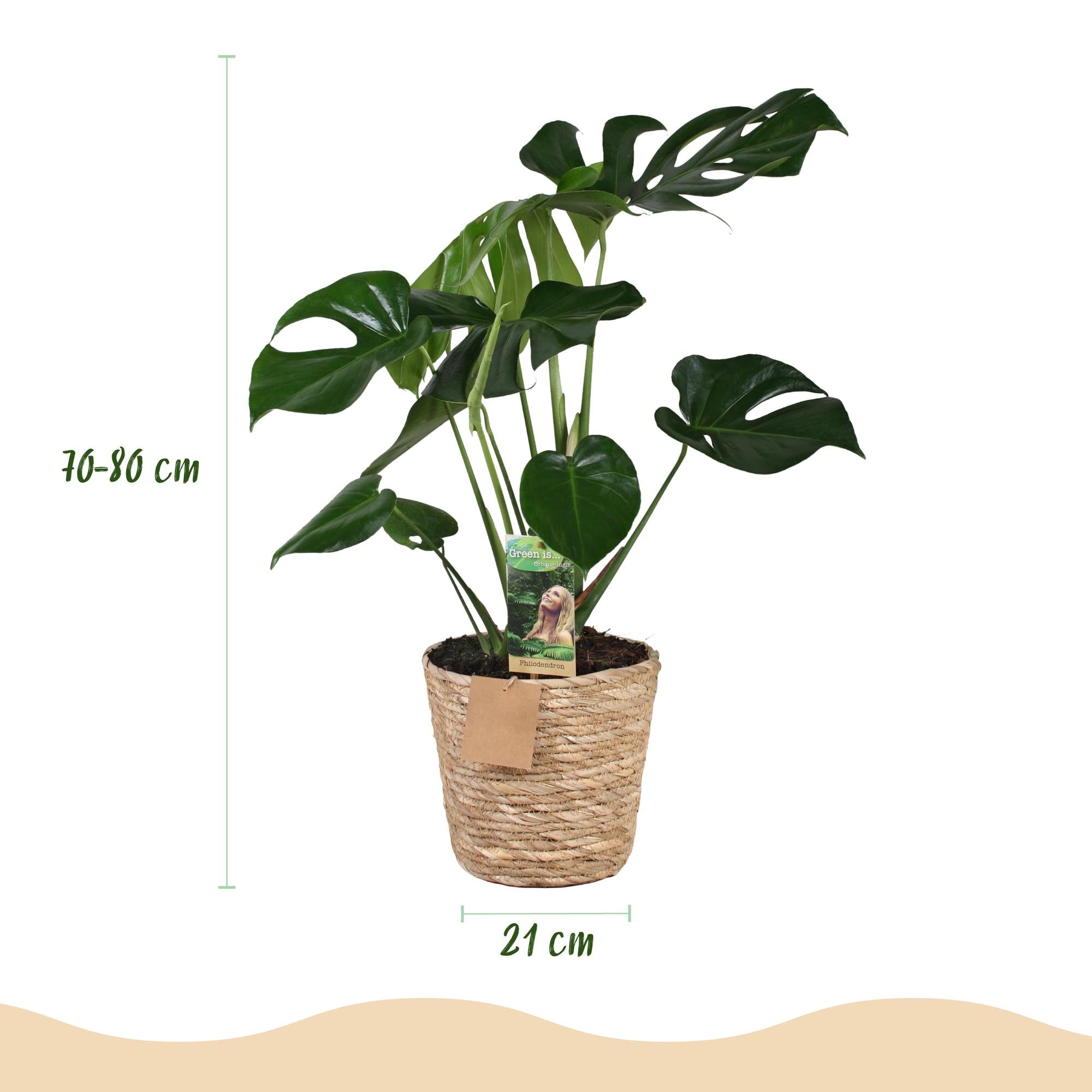 Monstera Deliciosa - Gatenplant - met mand - Pot 21cm - Hoogte 70-80cm