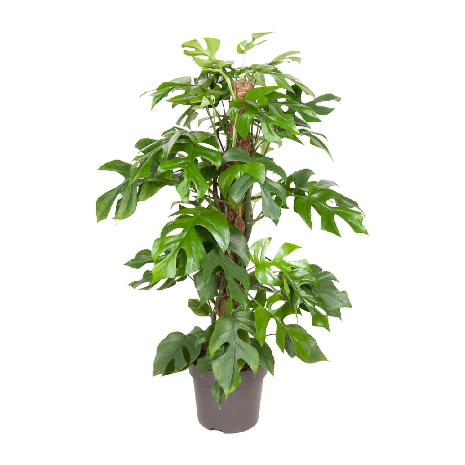 Monstera Minima – Ø19cm – ↕80cm