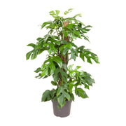 Monstera Minima – Ø19cm – ↕80cm