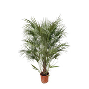 Chamaerops Humilis Strauch - 170 cm - Ø30