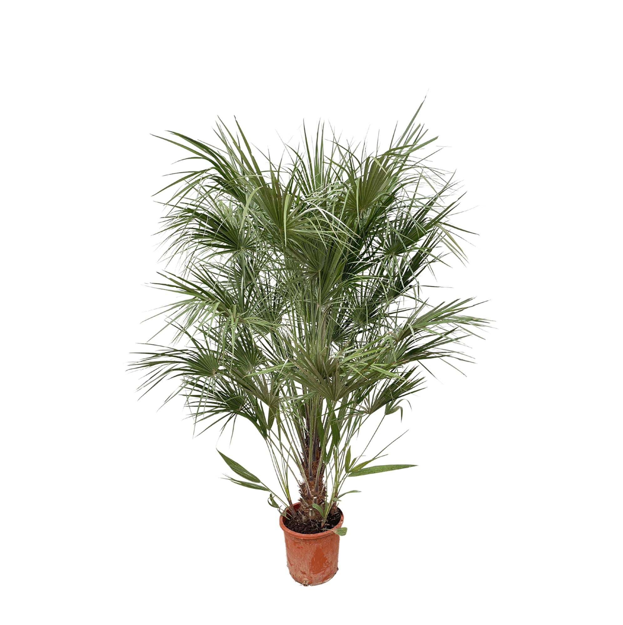 Chamaerops Humilis Strauch - 170 cm - Ø30