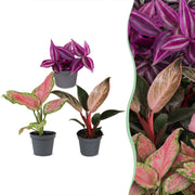 Baby Planten Paradise Mix - Diversen 3x - Tropisch - Ø6cm - ↕10-15cm
