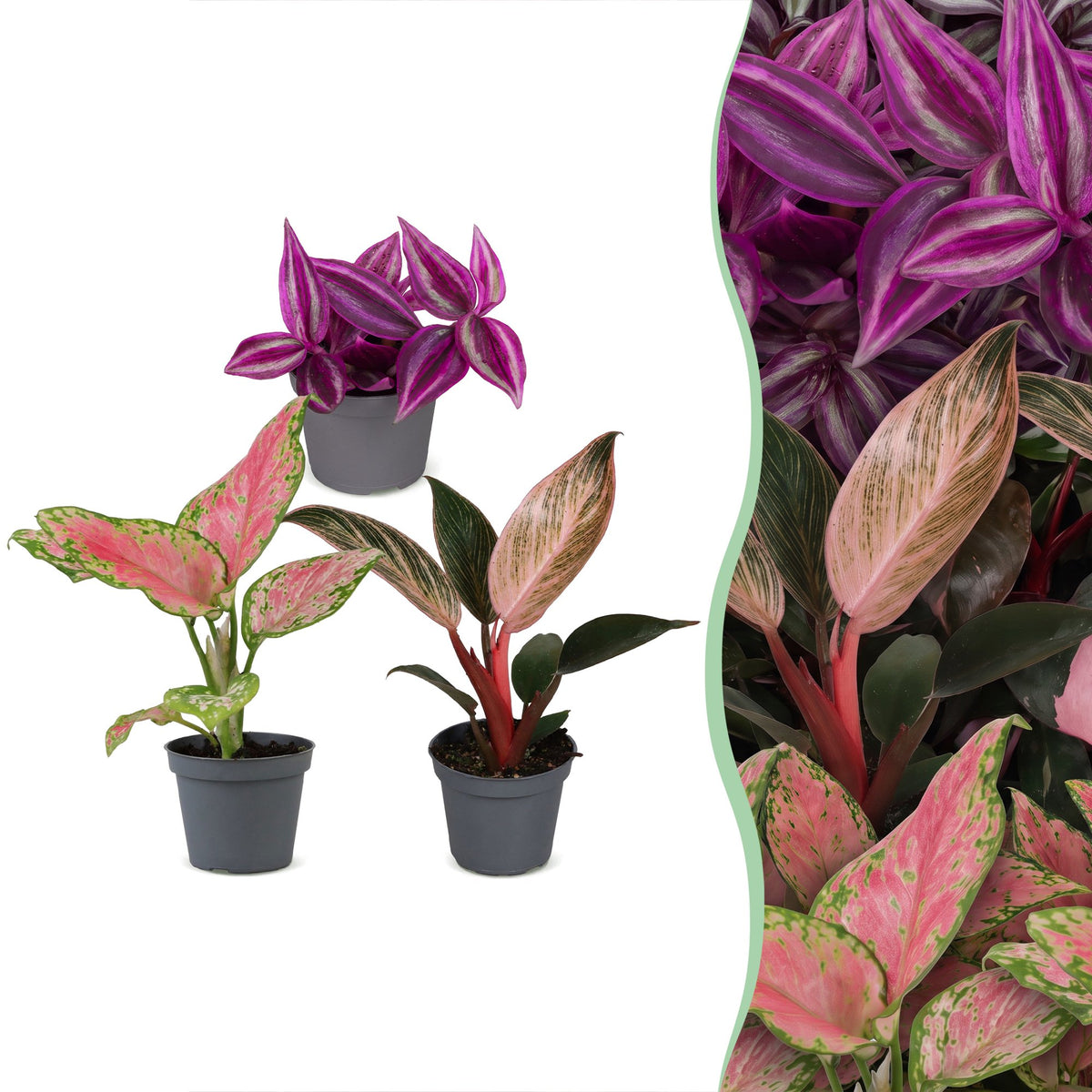 Baby Planten Paradise Mix - Diversen 3x - Tropisch - Ø6cm - ↕10-15cm