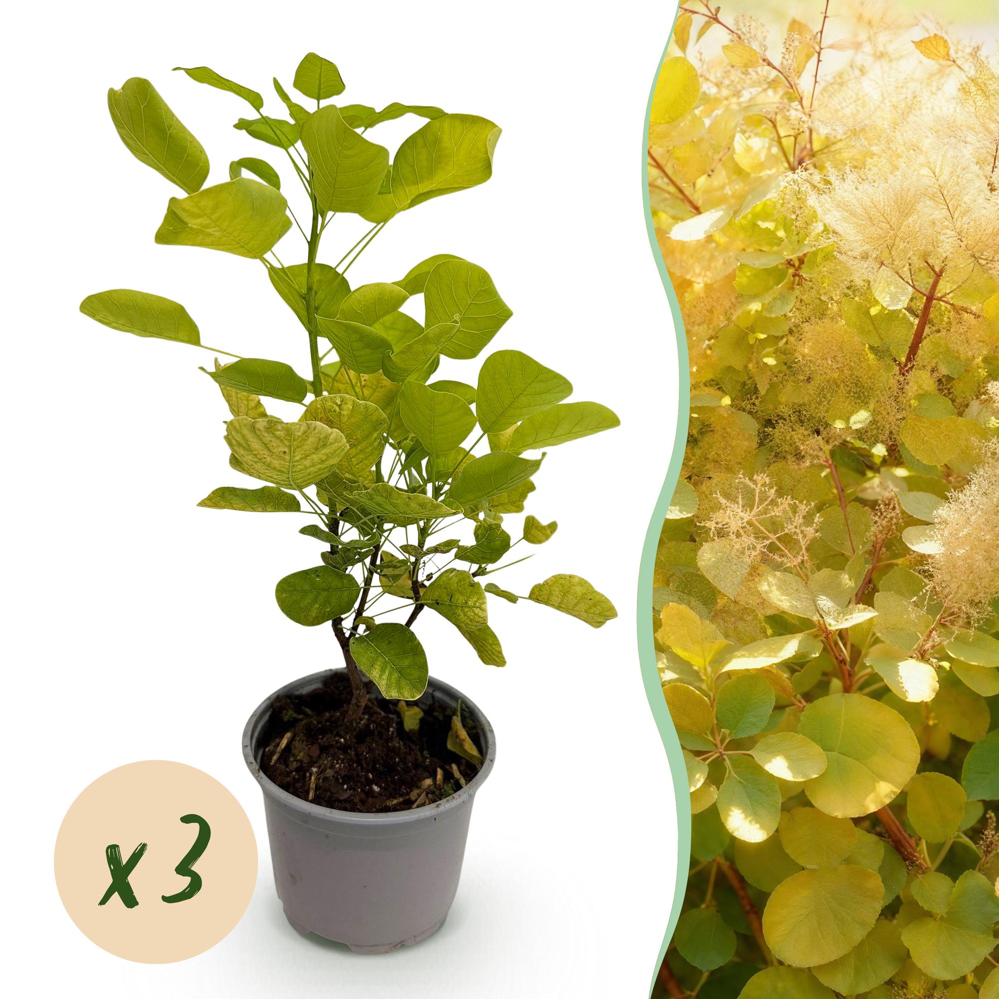 Cotinus coggyria Golden Spirit - Geel - 3 Planten - Bladverliezend - Weinig Onderhoud - Pot 12cm Hoogte 35cm