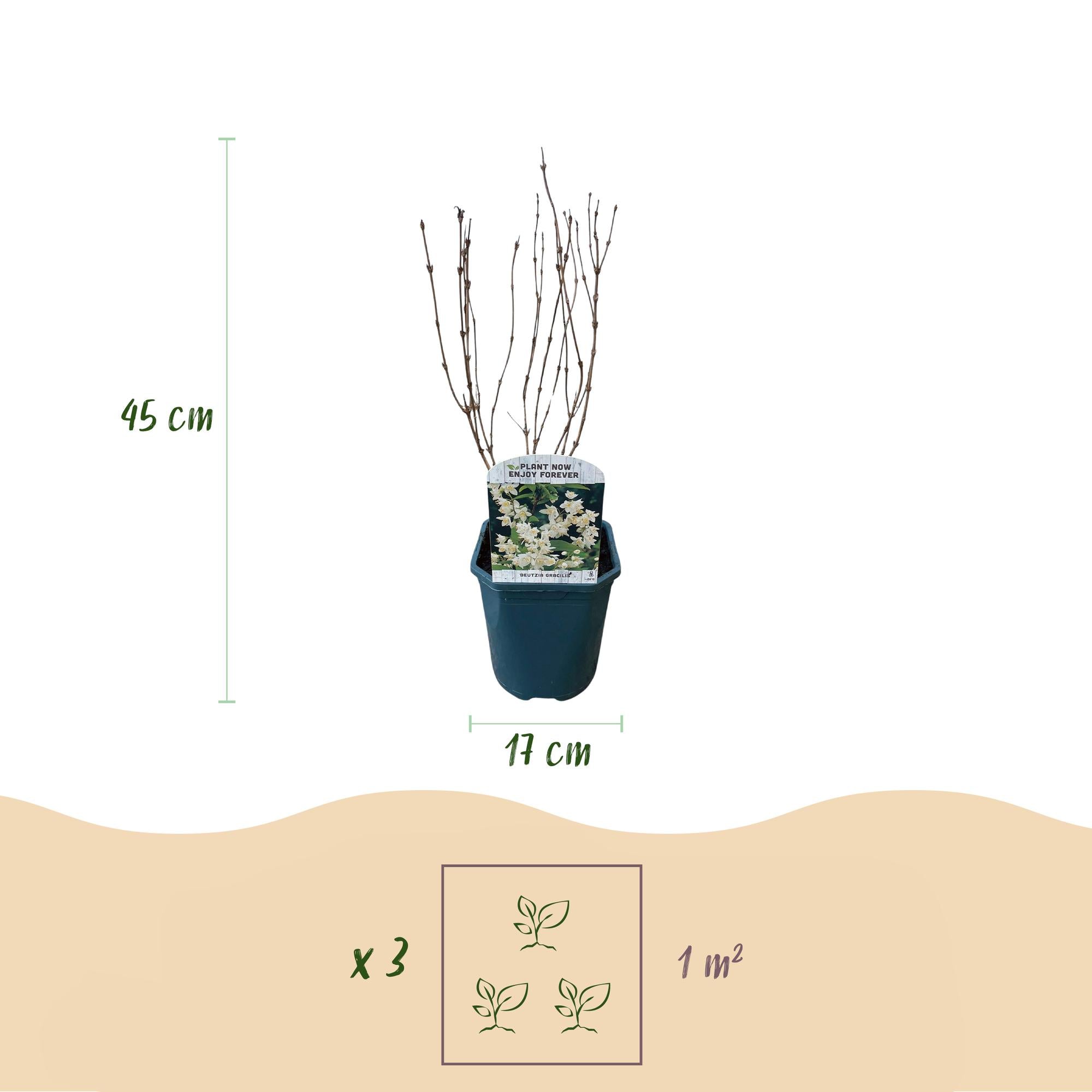 Deutzia Gracilis - Bloem Wit - 1 Plant - Bladverliezend - Weinig Onderhoud - Pot 17cm Hoogte 45cm
