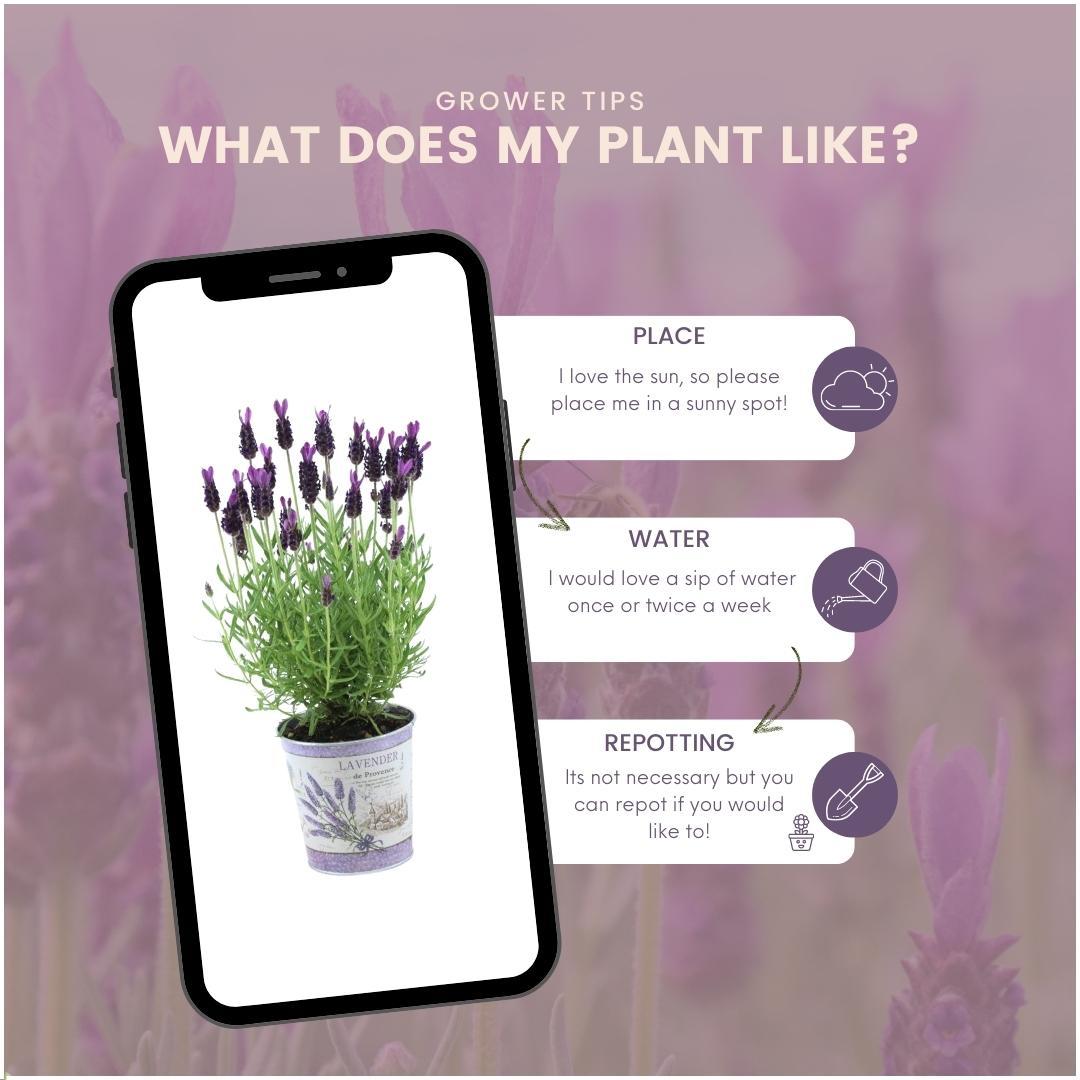 Plants by Frank – Lavandula stoechas Anouk® im dekorativen Topf „Lavendeldruck“ – 13 cm Topf – Set mit 3 französischen Lavendelpflanzen im dekorativen Topf