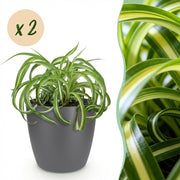 Chlorophytum comosum Bonnie - Krullende Graslelie - Huisdiervriendelijke Plant - 2 Planten - met Potter Grijs - Pot 12cm - Hoogte 20cm