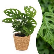Monstera Adansonii - Rhaphidophora Tetrasperma - met Mand - Pot 12cm - Hoogte - 25cm