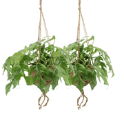 Kokodama Monstera Minima Hängepflanze (Fensterblatt) - 2 Stück - Ø 15 cm - ↕ 25 cm