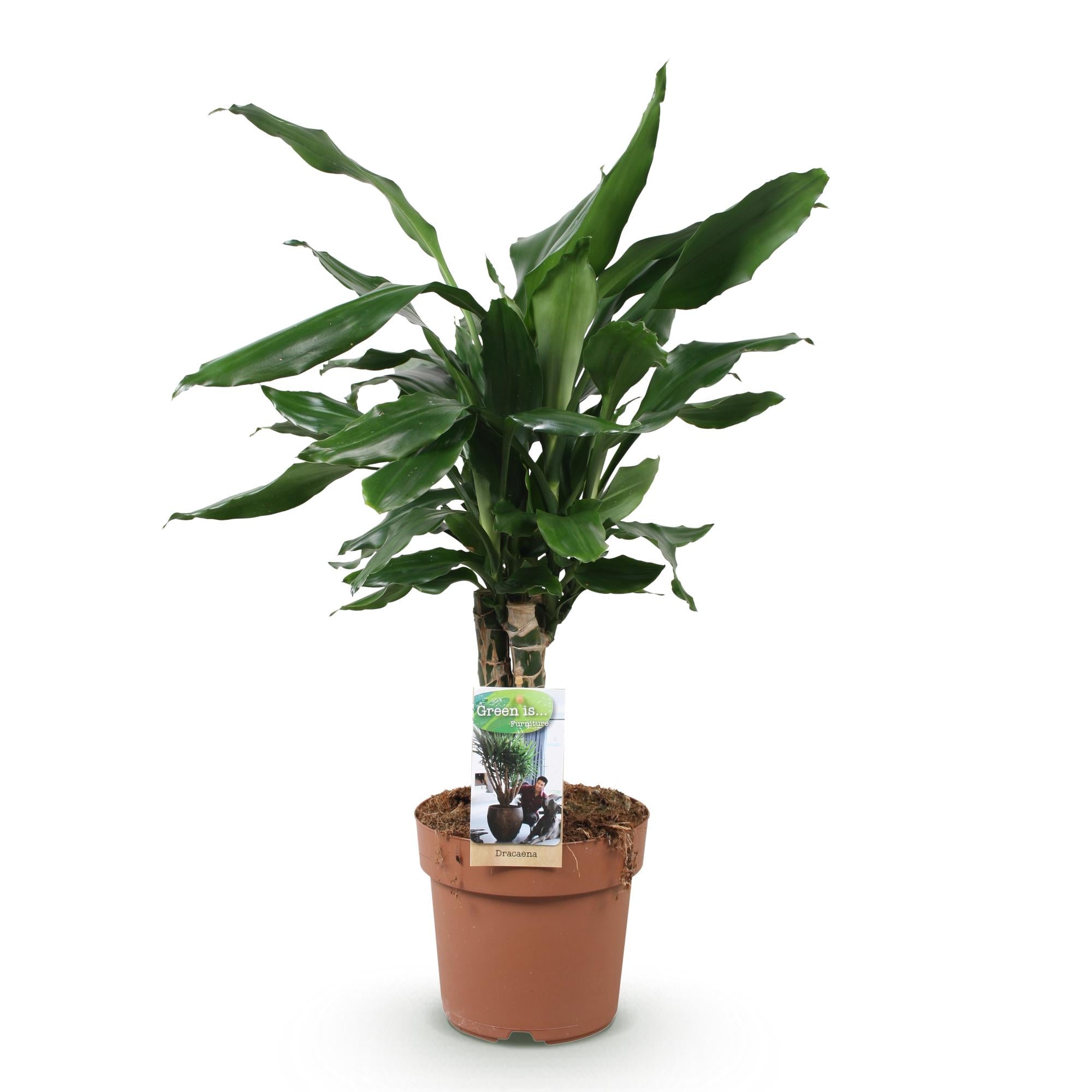 Dracaena fragrans Steudneri - Drakenbloedboom - Weinig onderhoud - Groen - 1 Plant - Pot 17cm - Hoogte 50-55cm