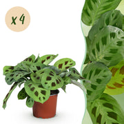 Maranta Fascinator Kerchoveana - Gebedsplant - Huisdiervriendelijk - Groen - 4 Planten - Pot 12cm - Hoogte 30-35cm