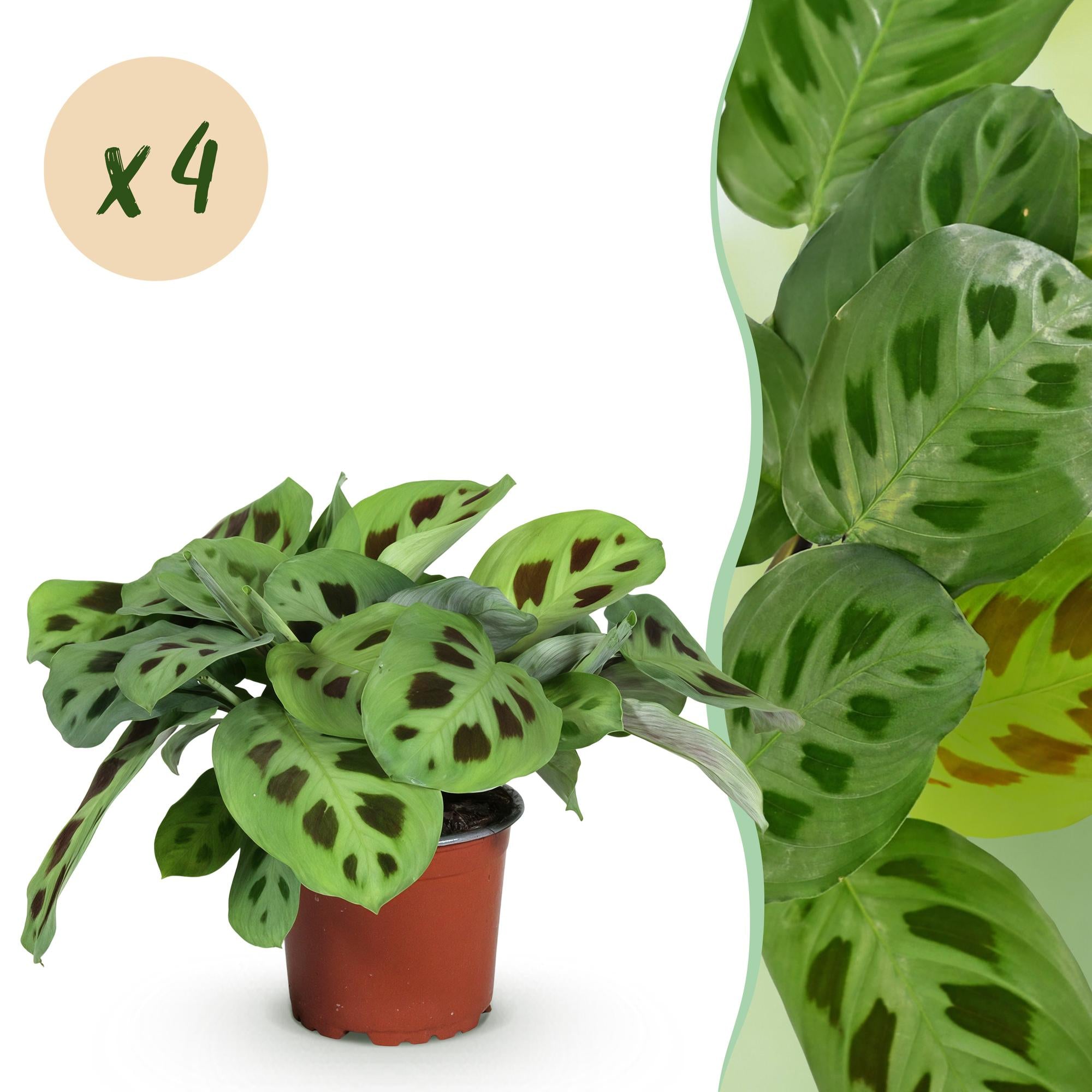 Maranta Fascinator Kerchoveana - Gebedsplant - Huisdiervriendelijk - Groen - 4 Planten - Pot 12cm - Hoogte 30-35cm