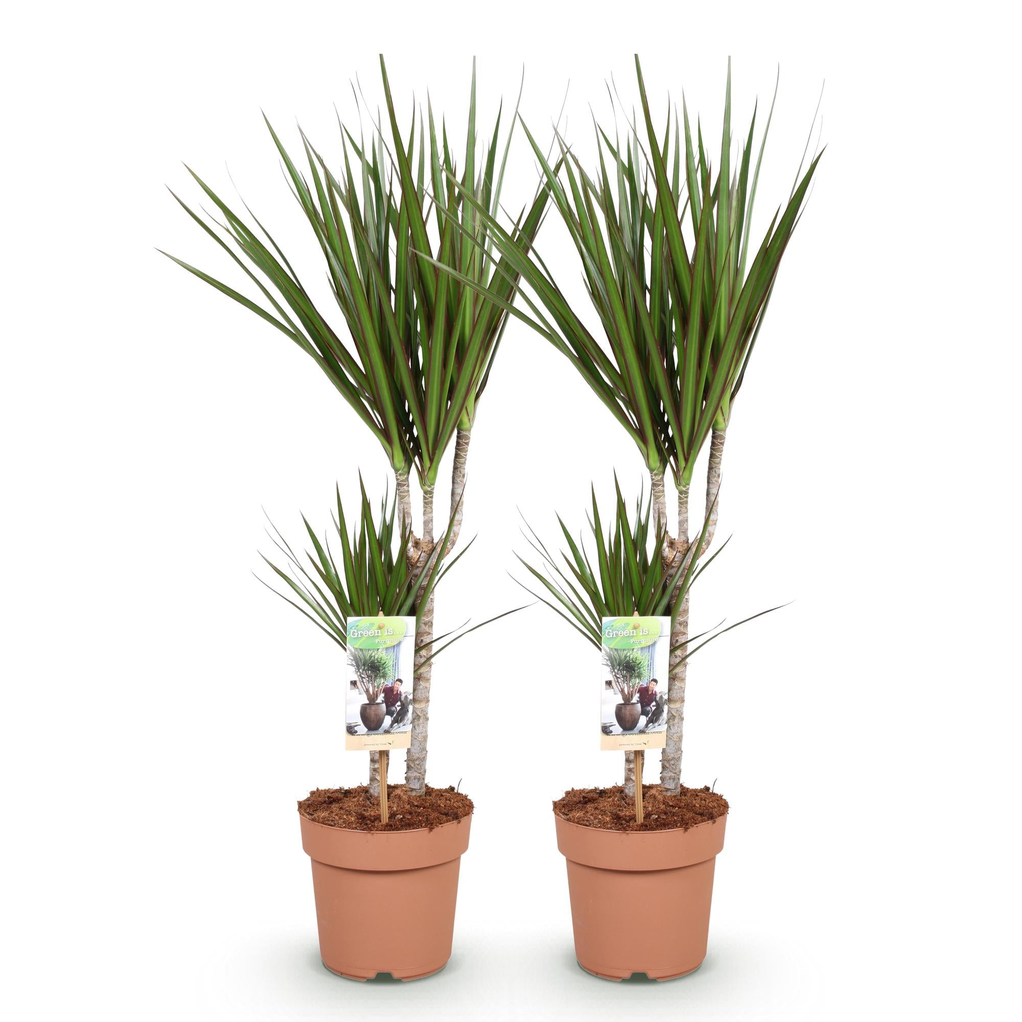 Dracaena Marginata - Drakenbloedboom - Weinig onderhoud - Groen - 2 Planten - Pot 17cm - Hoogte 70-80cm