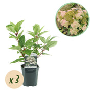 Pluim Hortensia - Hydrangea panniculata Wims Red - Bloem Wit Rood  - 3 Planten - 1 m2 - Bladverliezend - Grote Bloemen - Pot 17cm Hoogte 50cm