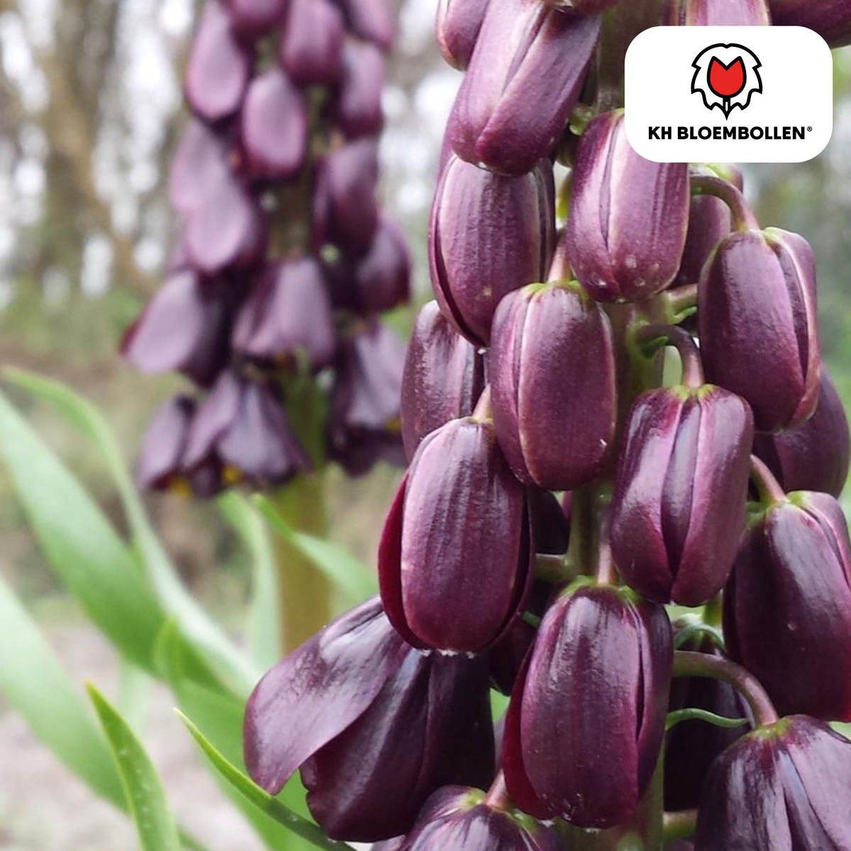 Fritillaria / Crown Imperial Purple Favorite 5 stk.