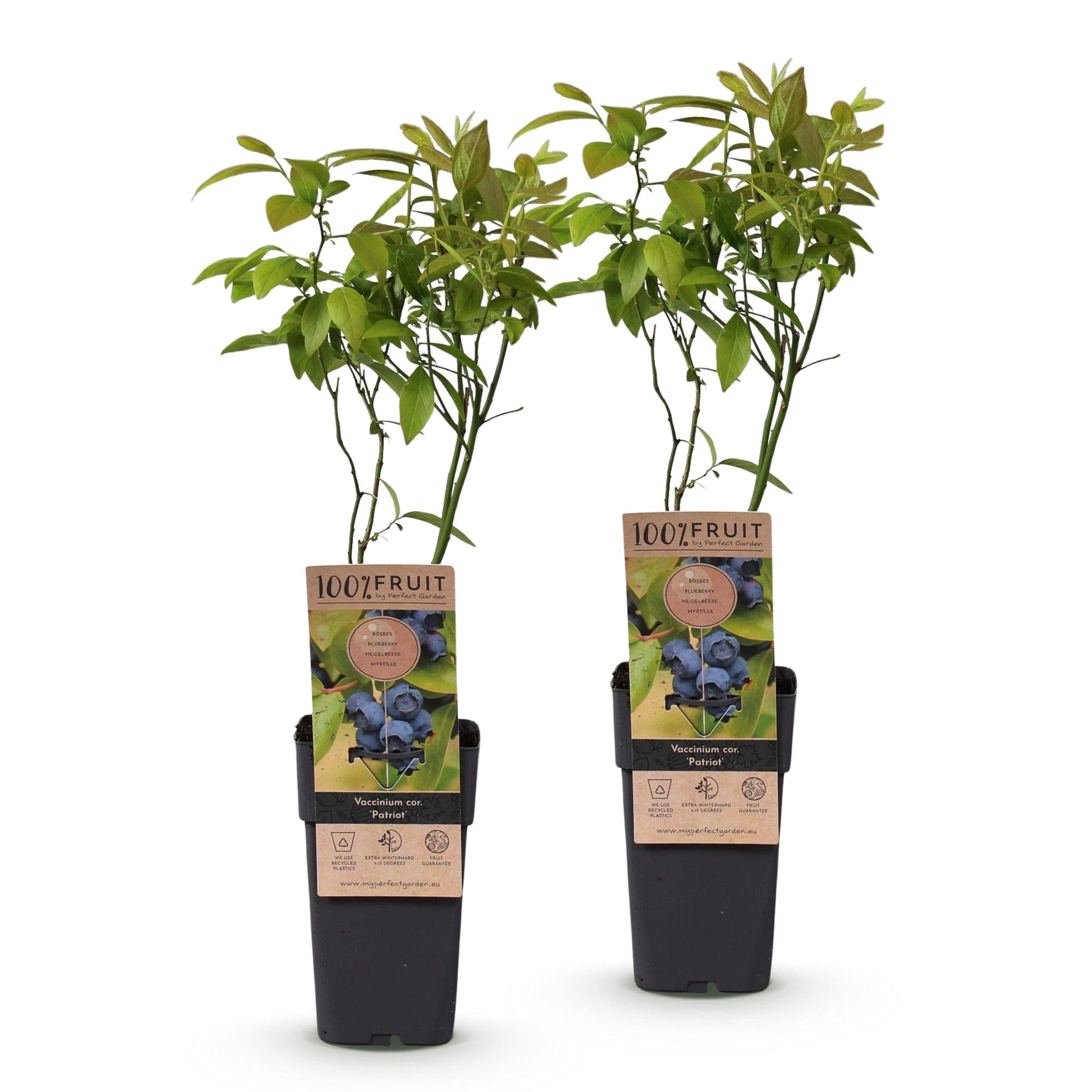Vaccinium corymbosum Patriot - Bosbes - Winterhard - Blauwe Bes - 2 Planten - Pot 15cm - Hoogte 50cm