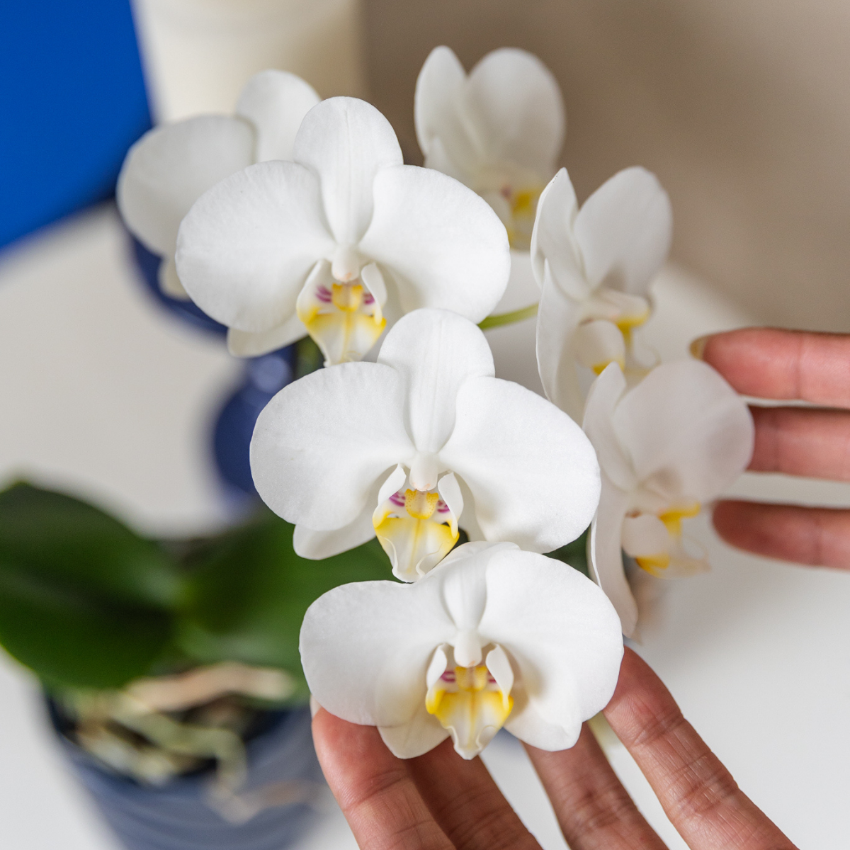 Kolibri Orchids | orchidea bianca Amabilis + Candy vaso decorativo blu - dimensioni vaso Ø9cm | pianta da appartamento fiorita - fresca dal coltivatore