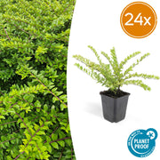 24x Lonicera lente. 'Maigrün' - ↕10-25cm - Ø9cm