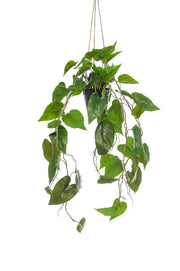 Artificial plant - Philodendron scandens - Climbing Tree Lover - 80 cm