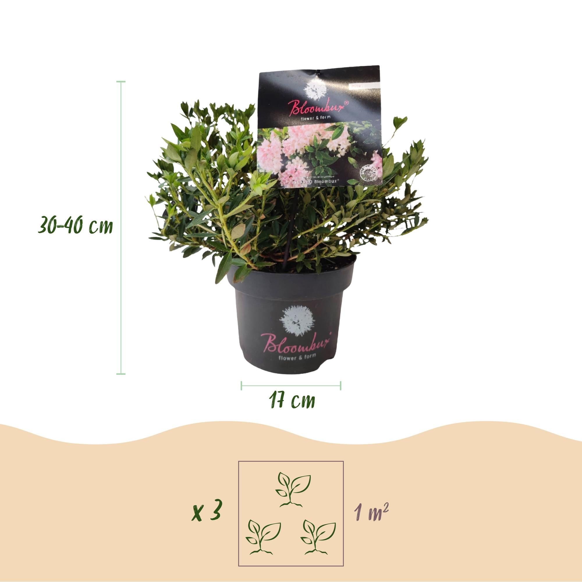 Dwerg Rhododendron - Rhododendron Bloombux Light Pink - Bloeiende Buxus - Weinig Onderhoud - Licht Roze Bloem - 4 Planten - Pot 17cm - Hoogte 30-40cm