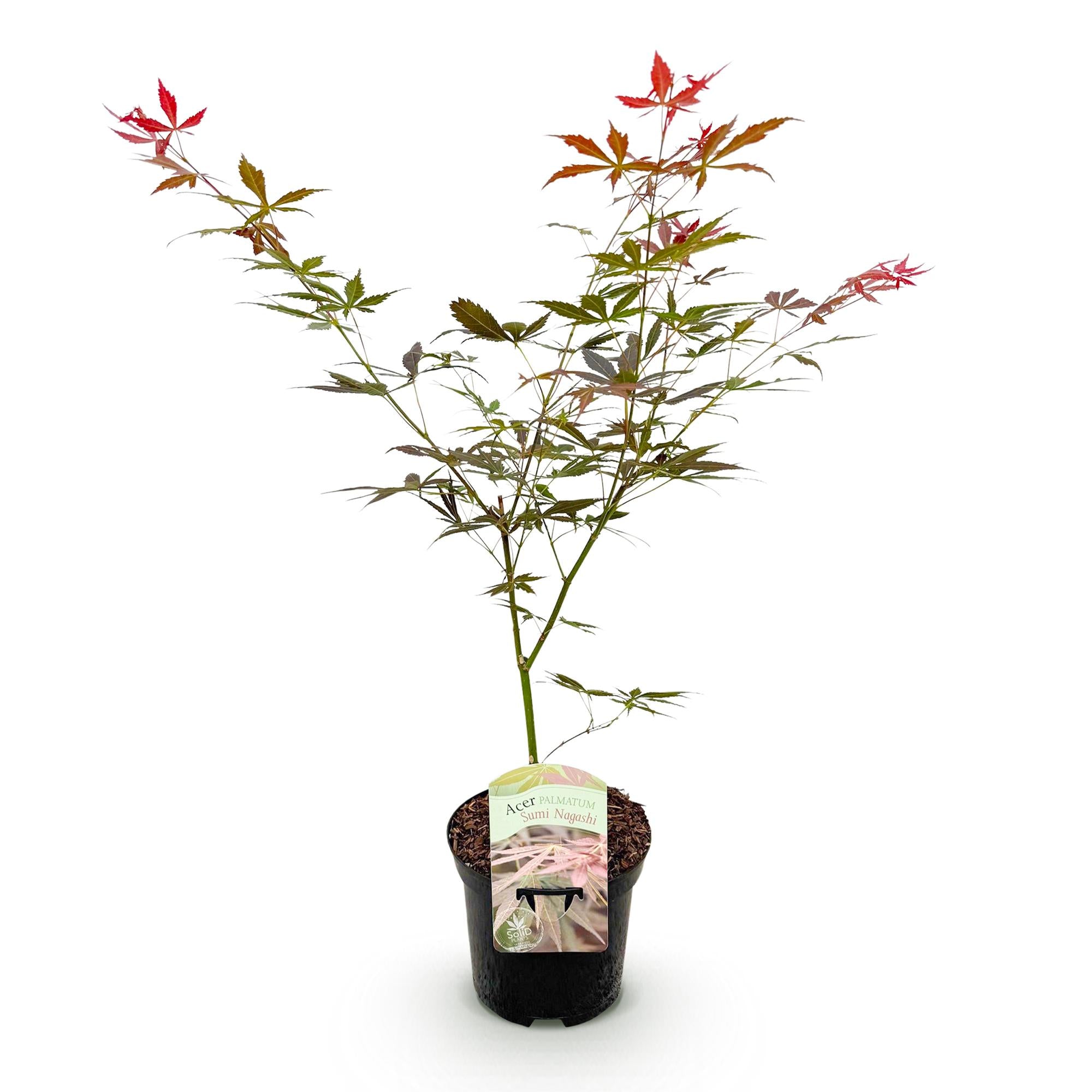 Green boutiQ - Terrassenpflanze - Japanischer Ahorn - Acer palmatum Sumi-nagashi - Rot - 1 Pflanze - Laubabwerfend - Topf 19cm Höhe 70cm