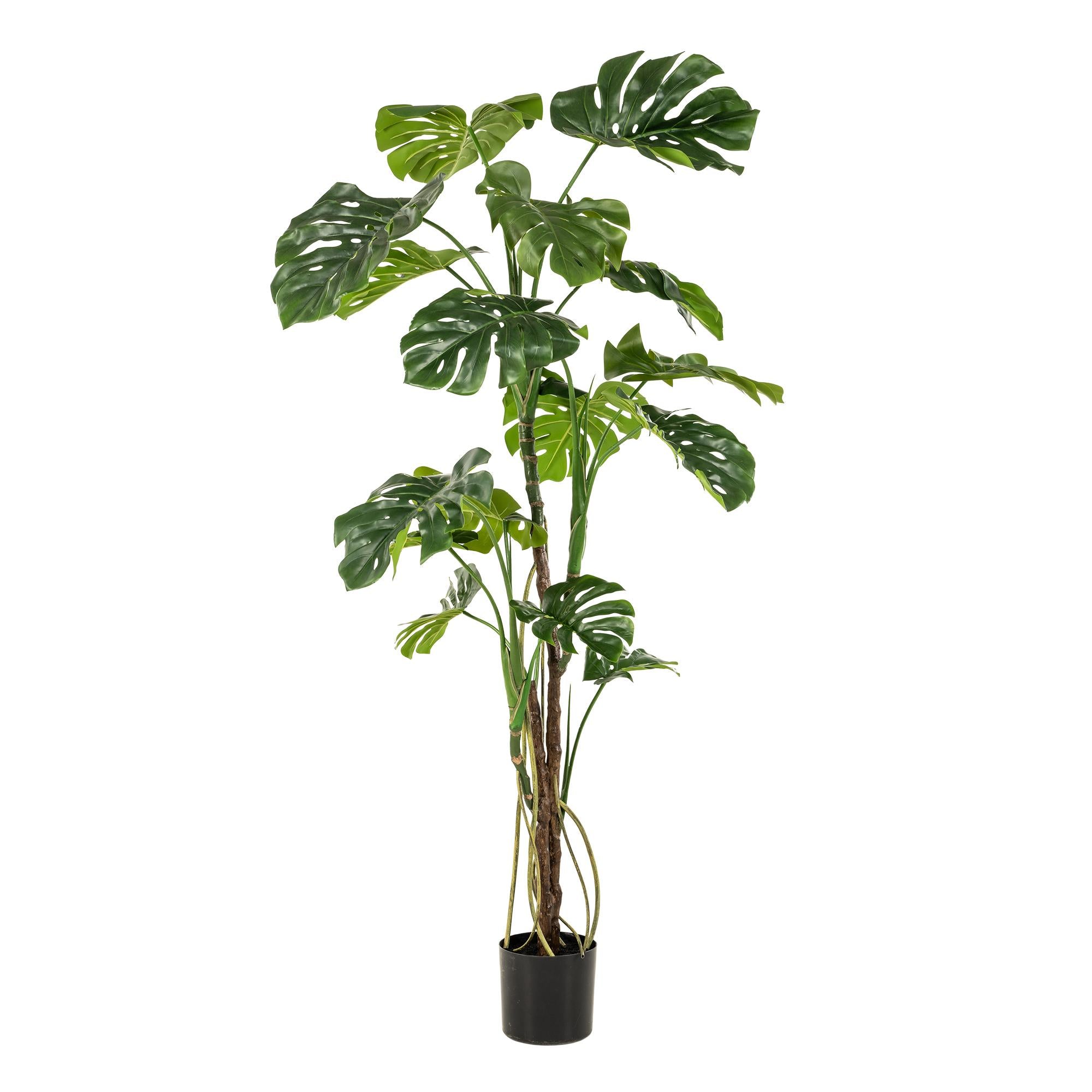 pianta artificiale - Monstera - Pianta da bucato - 180cm