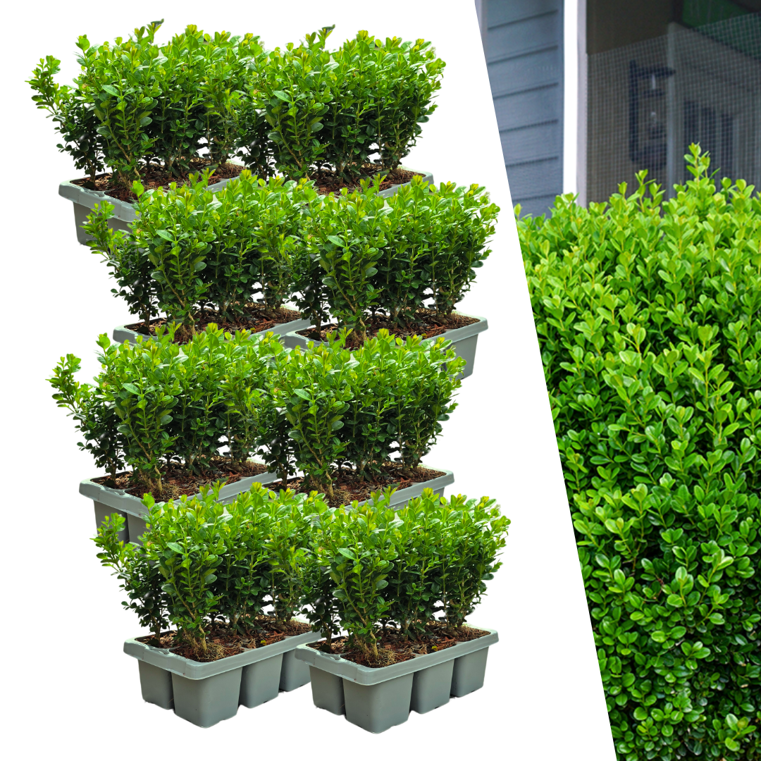 8 x 6er-Pack Buxus NewGen Freedom – Winterharte, immergrüne Sträucher 48 x Ø7 cm - ↕15 cm | Kompakter Buchsbaum