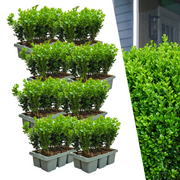 8 x 6er-Pack Buxus NewGen Freedom – Winterharte, immergrüne Sträucher 48 x Ø7 cm - ↕15 cm | Kompakter Buchsbaum