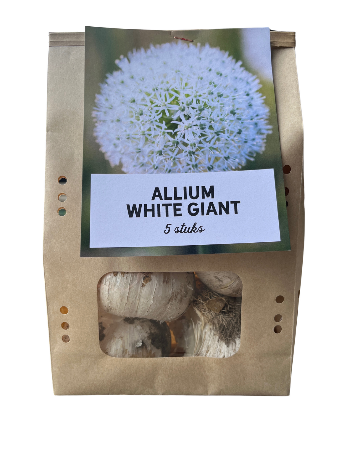 White Giant – Allium-Zwiebeln, 5 Stück