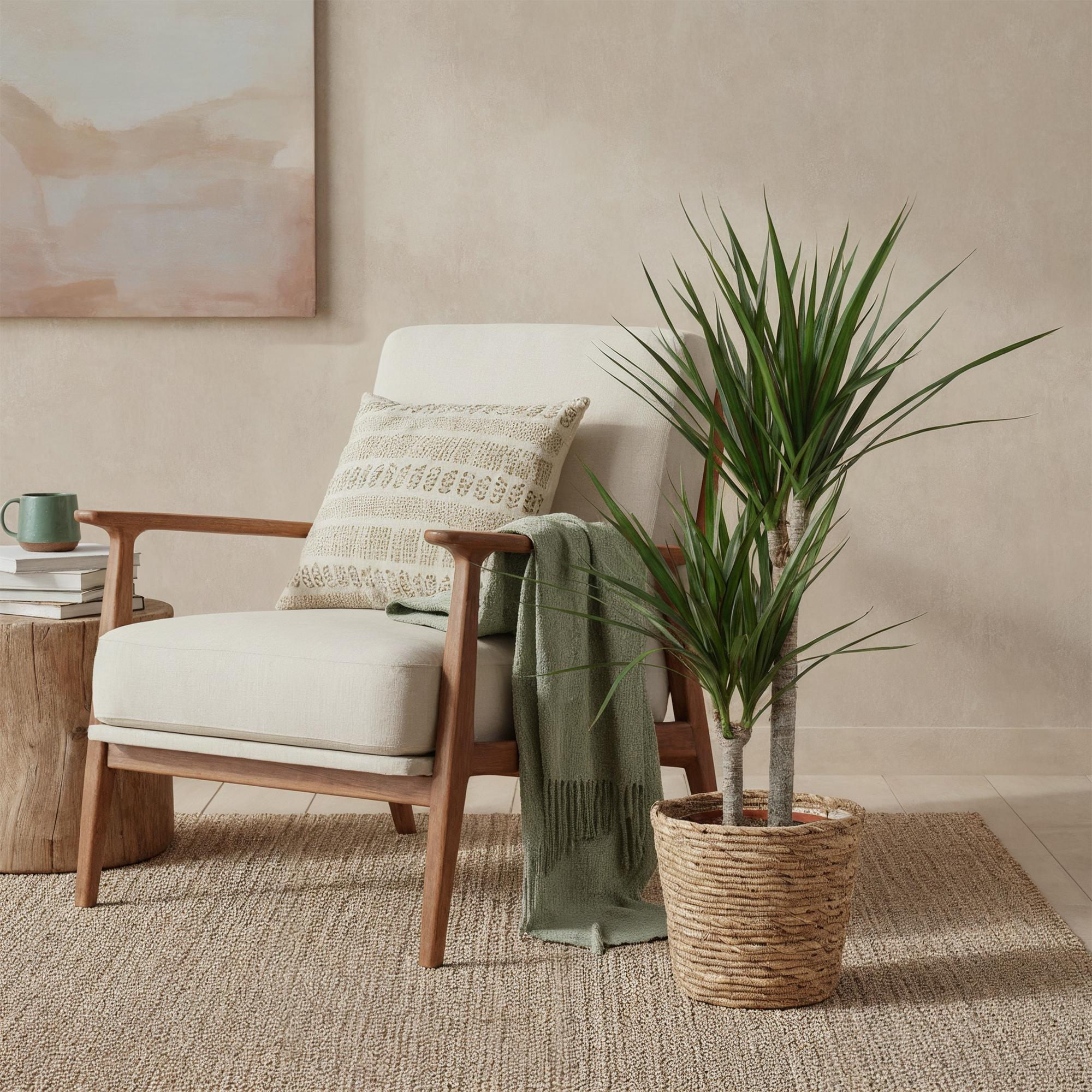 Dracaena Marginata - Drakenbloedboom - Weinig onderhoud - met mand - Groen - 1 Plant - Pot 21cm - Hoogte 90-100cm