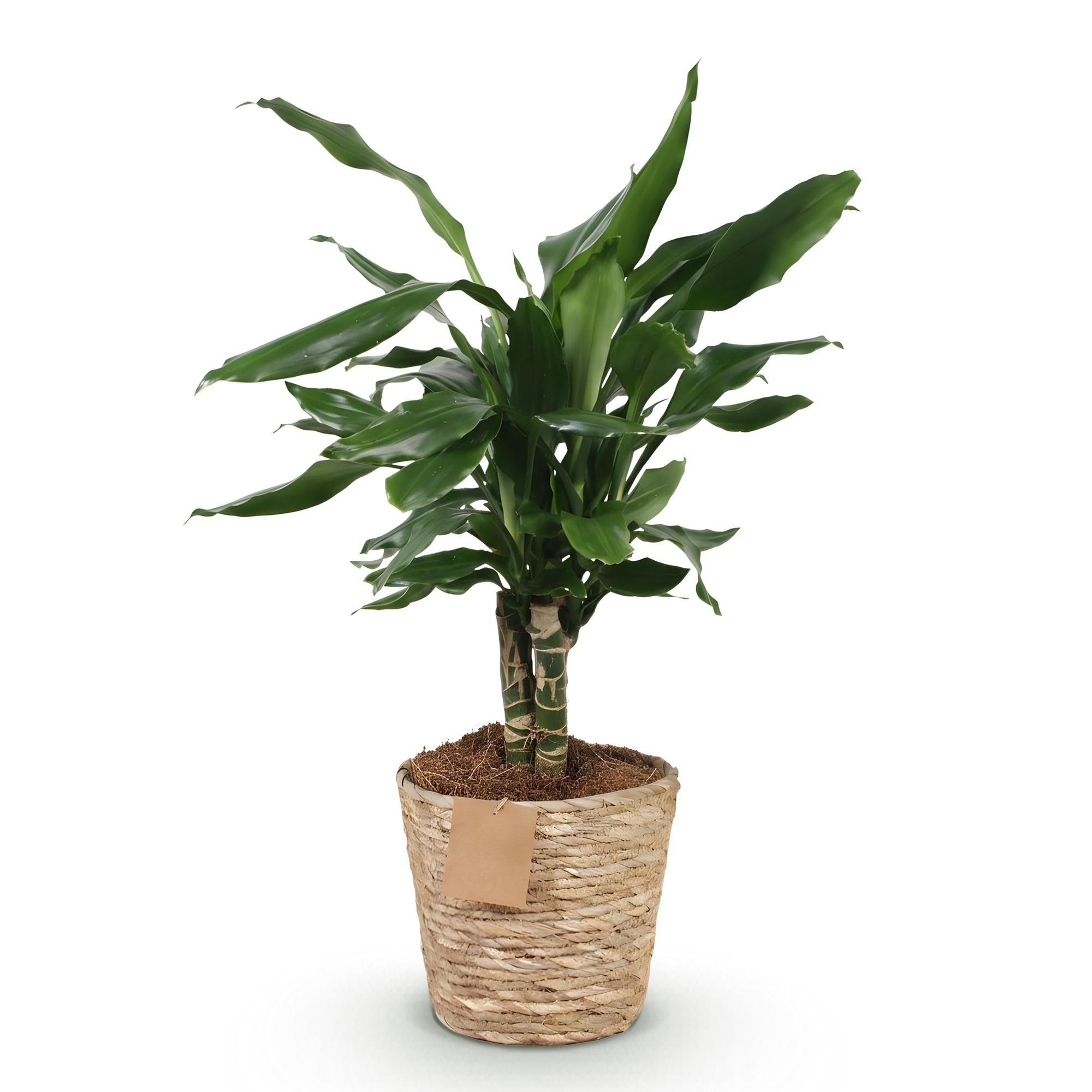 Dracaena fragrans Steudneri - Drakenbloedboom - Weinig onderhoud - met mand - Groen - 1 Plant - Pot 17cm - Hoogte 50-55cm