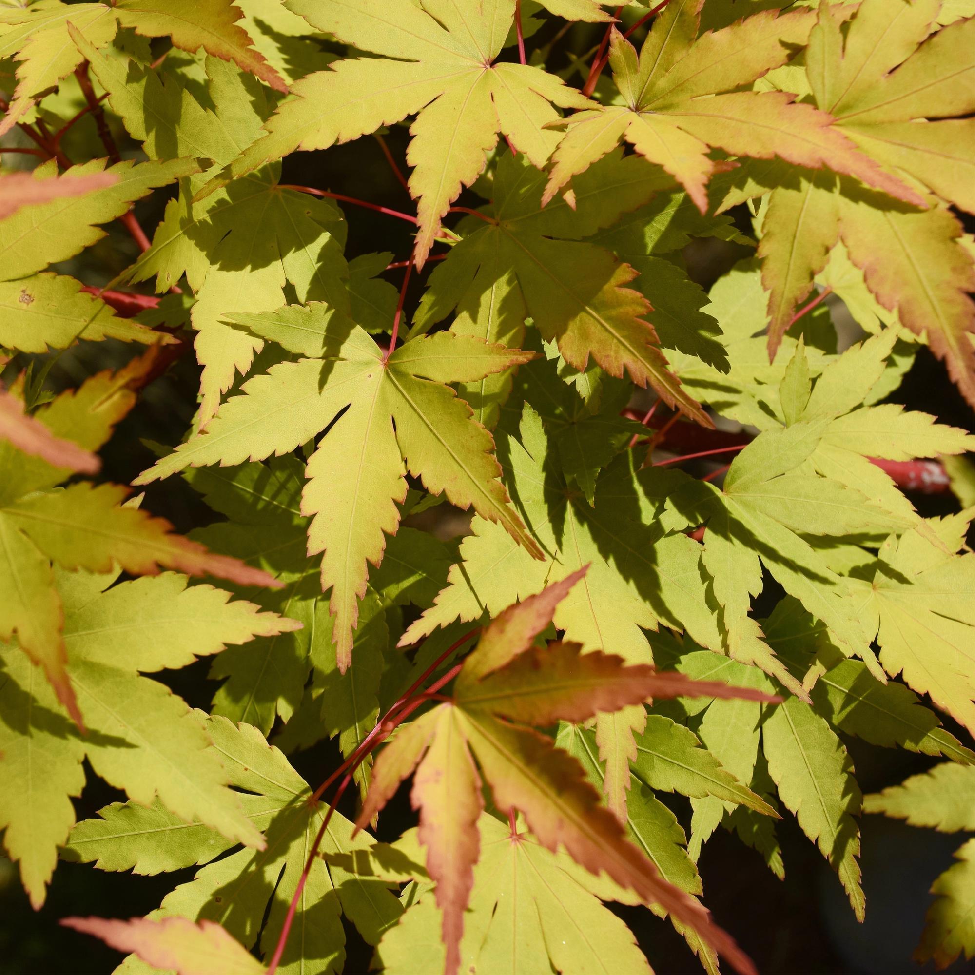 Japanse Esdoorn - Acer palmatum Summergold - Geel - 1 Plant - Bladverliezend - Pot 19cm Hoogte 70cm