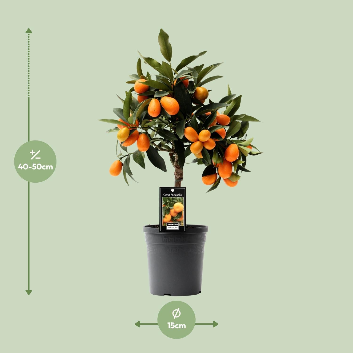 Kumquat Agrumes - Ø16cm - ↕45cm