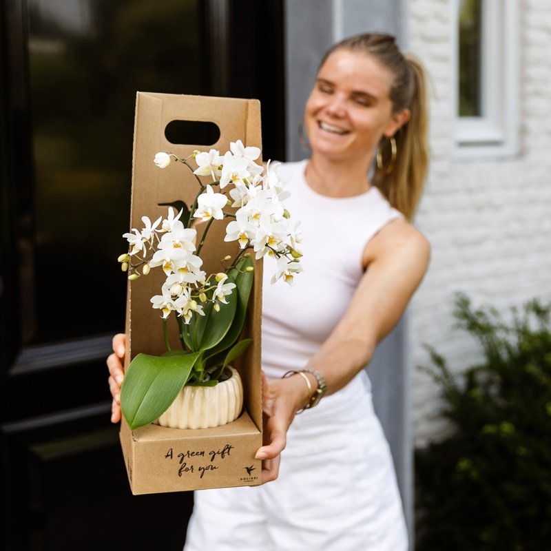 Kolibri Orchids | Witte Amabilis orchidee cadeauset - incl. giftbox, orchidee & sierpot - Ø9cm