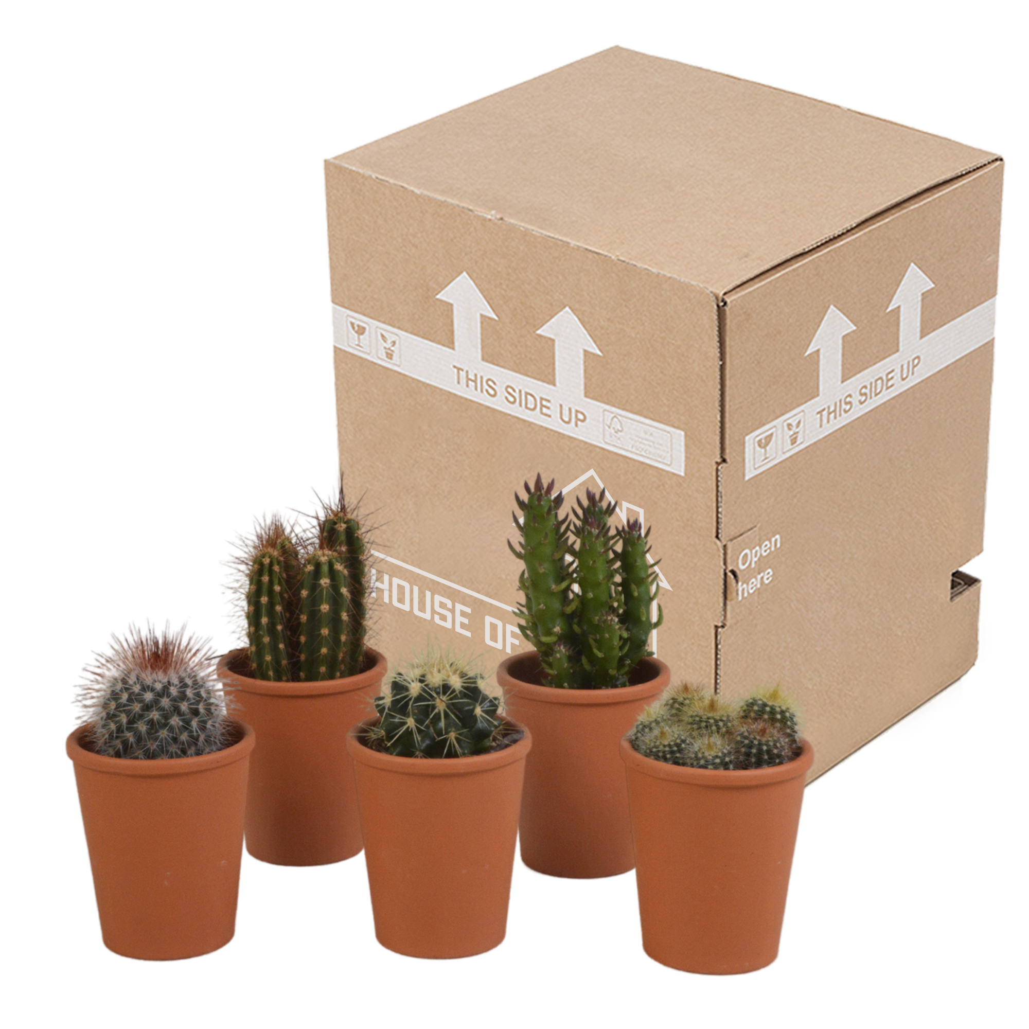 Cactus mix 5.5 cm - 5x - in terracotta pot