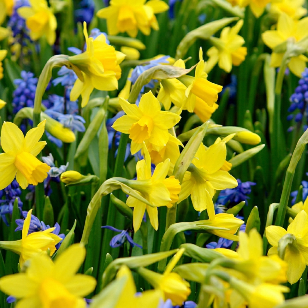 200x Narcissus Tete-A-Tete - Bloembollen - Miniatuurnarcis - Geel - Voorjaarsbloeier - Bolmaat 10/11