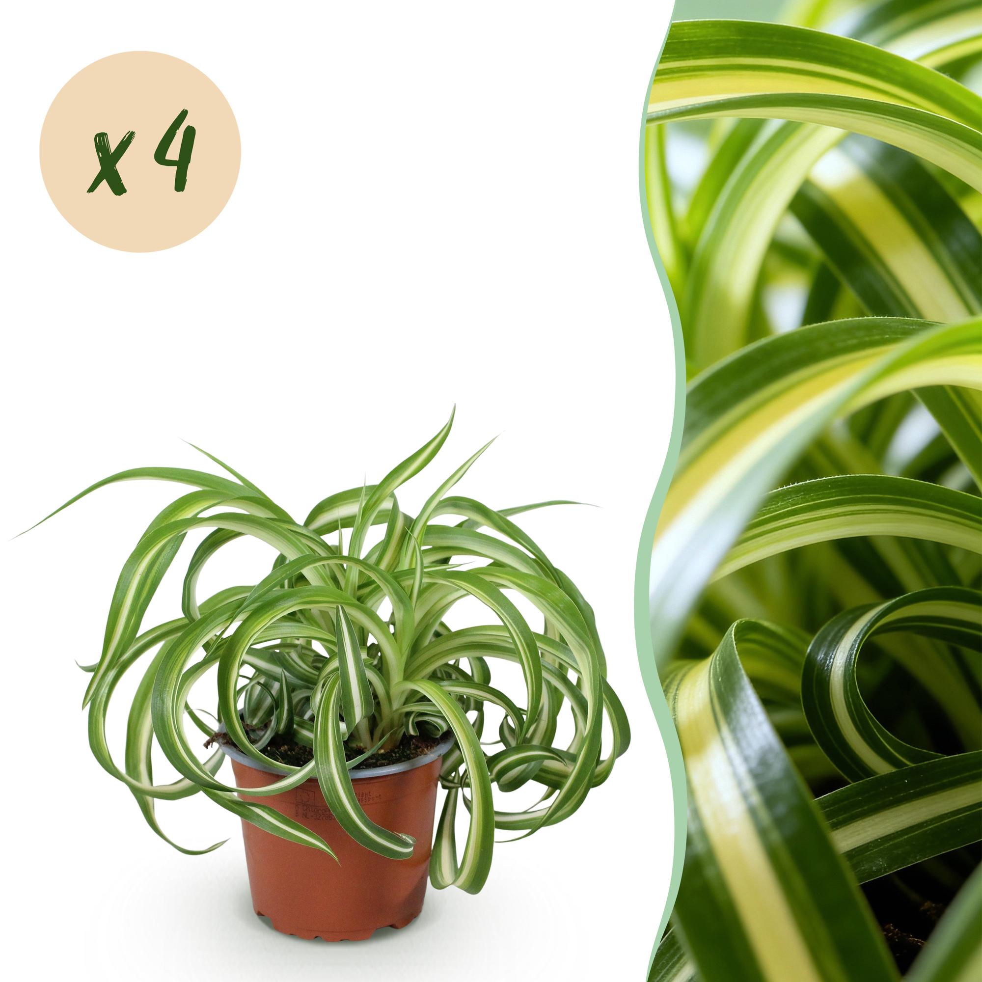 Chlorophytum comosum Bonnie - Krullende Graslelie - Huisdiervriendelijk - Bont - 4 Planten - Pot 12cm - Hoogte 20-25cm